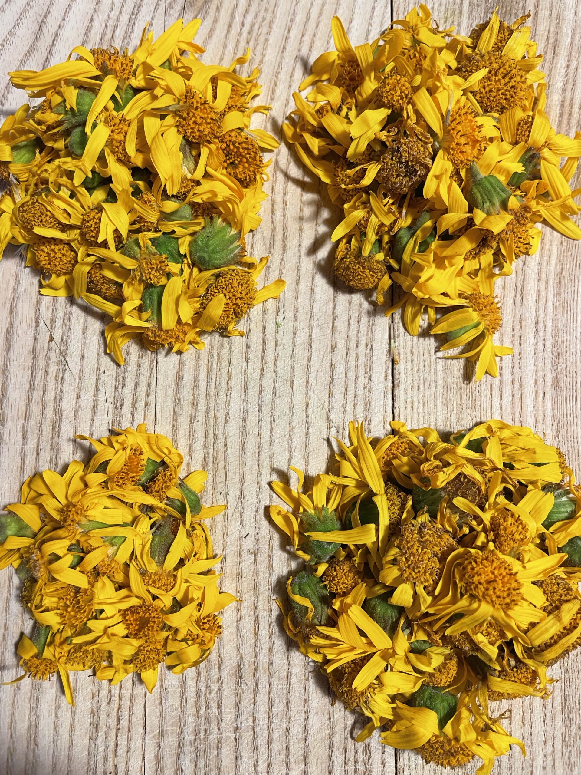 Arnica montana